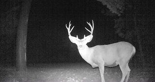 Paranoid Buck Glares at Camera! #shorts #animals #life #asmr #animal #wildlife #forest #deer #buck