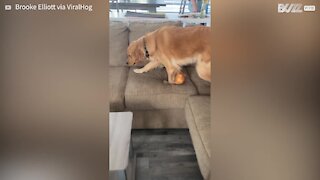 Cão fica arrependido após destruir chinelos do dono
