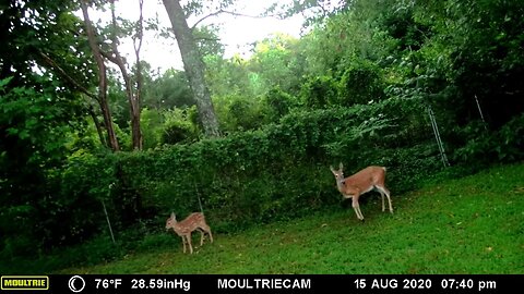Mama and baby🦌 🦌deer strolling the back yard #cute #funny #animal #nature #wildlife #trailcam #farm
