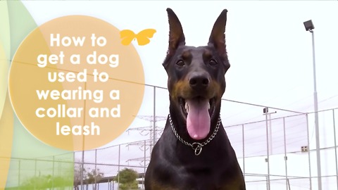 How to Get a Dog Used to Wearing a Collar and Leash