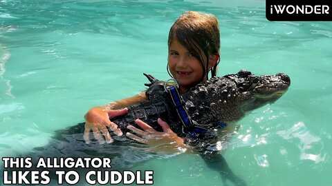 Wally The Alligator Just Wants To Cuddle With You