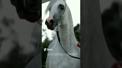 CAVALO ÁRABE Conheça a história da raça mais antiga e elegante do mundo #shorts#curiosidades