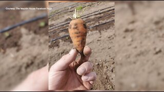 Twin Falls man helping new gardeners as interest in self-sufficiency increases