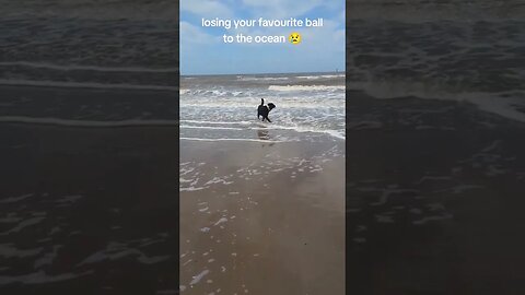 The ocean 🌊 stole my dog ball 😭 Sad dog don't cry #dogs #puppy #crying