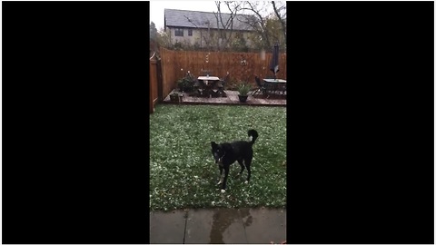 Winter-loving dog tries to catch falling snowflakes