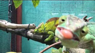 Curious chameleon loves being the center of attention