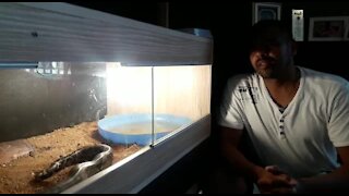 SOUTH AFRICA - Johannesburg - Snake feeding time (Video) (zQM)