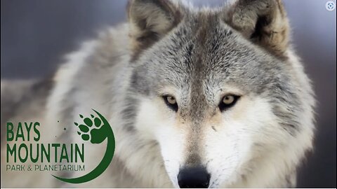 Grey Wolf Sanctuary at Bays Mountain - Kingsport, TN #shorts