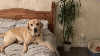 Fearless Dogs Help Owner By Catching Huge Spider In The House