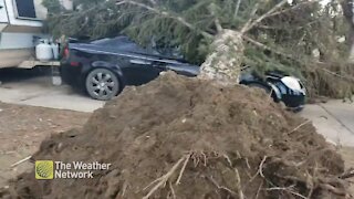 Large tree uprooted by powerful winds