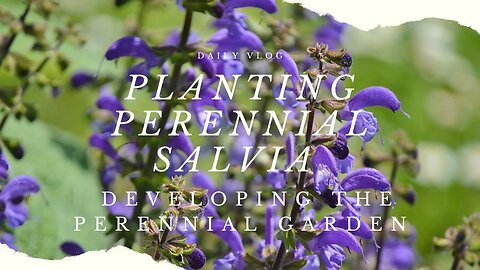 Planting Perennial Salvia | Developing the Perennial Garden
