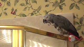 Hungry Parrot Reminds Owner It's Dinner Time In The Most Hilarious Fashion