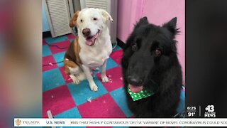 Pet of the week: doggy duo named Lexa & Snoopy