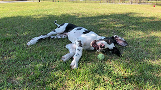 Great Dane Puppy Amuses Himself With a Tennis Ball