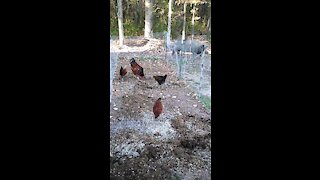 Chickens Scratching 10/10/2020