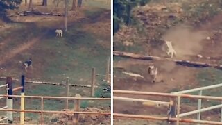 Guard dog has a scary encounter with coyote