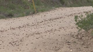 Mormon Crickets march through the Owyhee rangeland