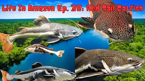 Life In Amazon Ep. 38: Red Tail Catfish