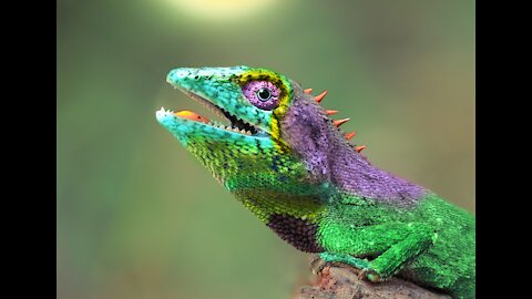Top 10 WEIRDEST Chameleons in the world