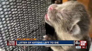 Newborn kittens dumped behind Tampa business