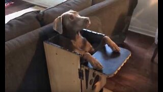 Ce chien utilise une chaise spéciale pour manger