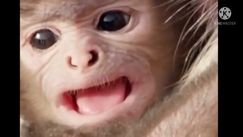 Monkey funny video || #globalamazing, cute 🐵 monkey #longvidio #YouTubelongvideo #longfeed