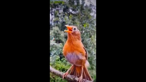 bird 🕊️🕊️🕊️ sounds