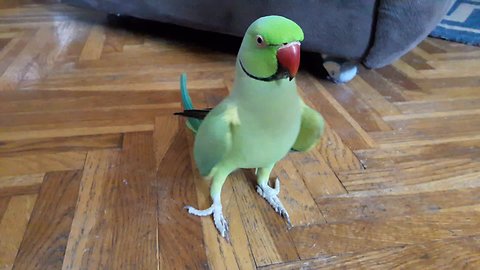 Talking parrot repeatedly asks for kisses