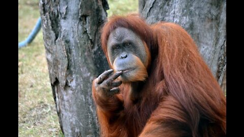 orangutan imitates a bird