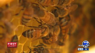 Denver beekeeper teaches children at local nonprofit