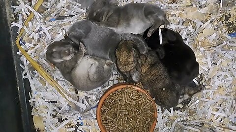 BLUE VIENNA x Californian BABY RABBITS KITS 11 DAYS OLD: Blue Black Agouti/Isabella. Konijntjes dag