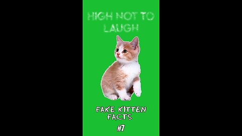 Fake Kitten Facts #7