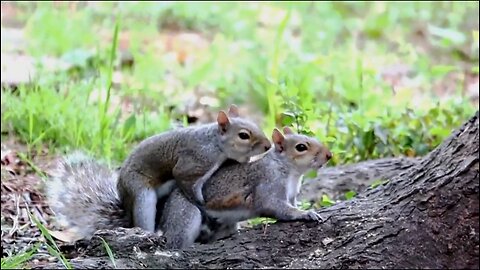 Squirrel mating | Reproduction #90