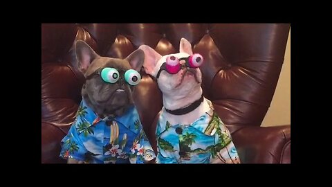 Funniest French Bulldogs 🤣 | BEST Compilation