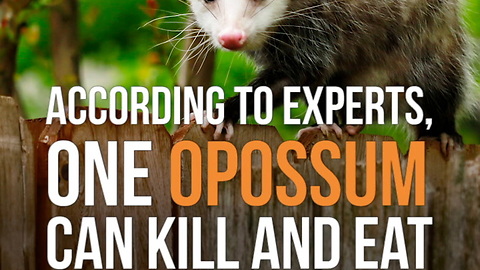 Did You Know Opossums Eat Ticks?