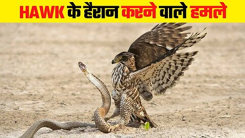 New video Hawk के खूंखार हमले Dangerous Hawk Attacks 2024 #eagle #attacks #animal#attacks