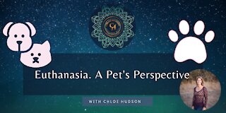Euthanasia. A Pet's Perspective - #WorldPeaceProjects