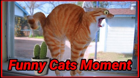 Funny Animals Moment || Funny Animals compilation