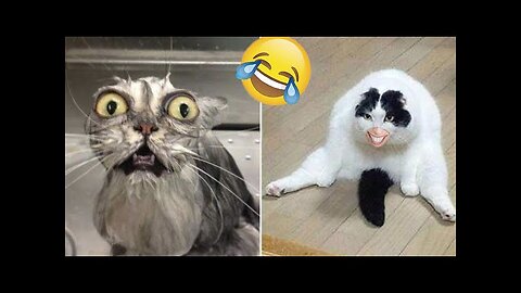 World Best Funniest🤣Cat vs animal vs Kid 🤼‍♂️ Entertainment Don't Try Laughing 🤣 2024 clips 🫡