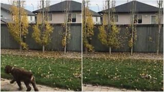 Man throws leaves over neighbor's fence after an argument