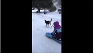 Snow Dog Husky Pulls Kid On Sled Down The Street