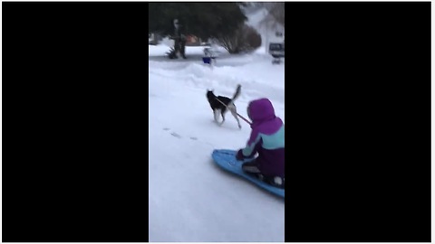 Snow Dog Husky Pulls Kid On Sled Down The Street