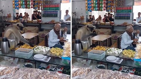 Monkey casually eats food from grocery store