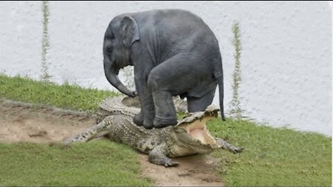 Elephant Mom Saves Baby From A Hungry Crocodile