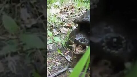 #giant Alligator Turtle tries to bite man!