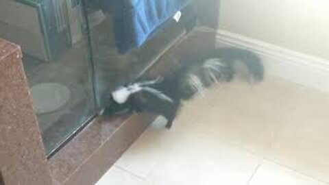 Wild Skunks In and Out of Our Shower Room
