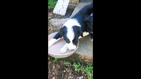 ABCA Border Collies 6 weeks get weaned with rice cereal