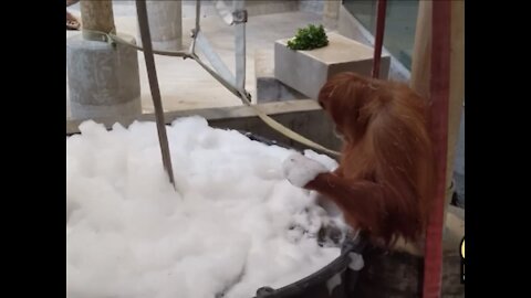 orangutan Hesty Berani Get a Bubble Bath