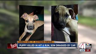 Family says driver sped away after striking teen, killing puppy