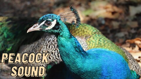 Bird Peacock Noise Sound Effect | Peacock Voice Video By Kingdom Of Awais